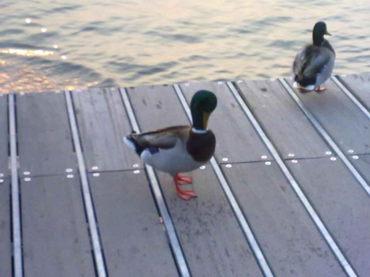 Residenza Al Sogno - On Lake Garda Cavaion Veronese Buitenkant foto